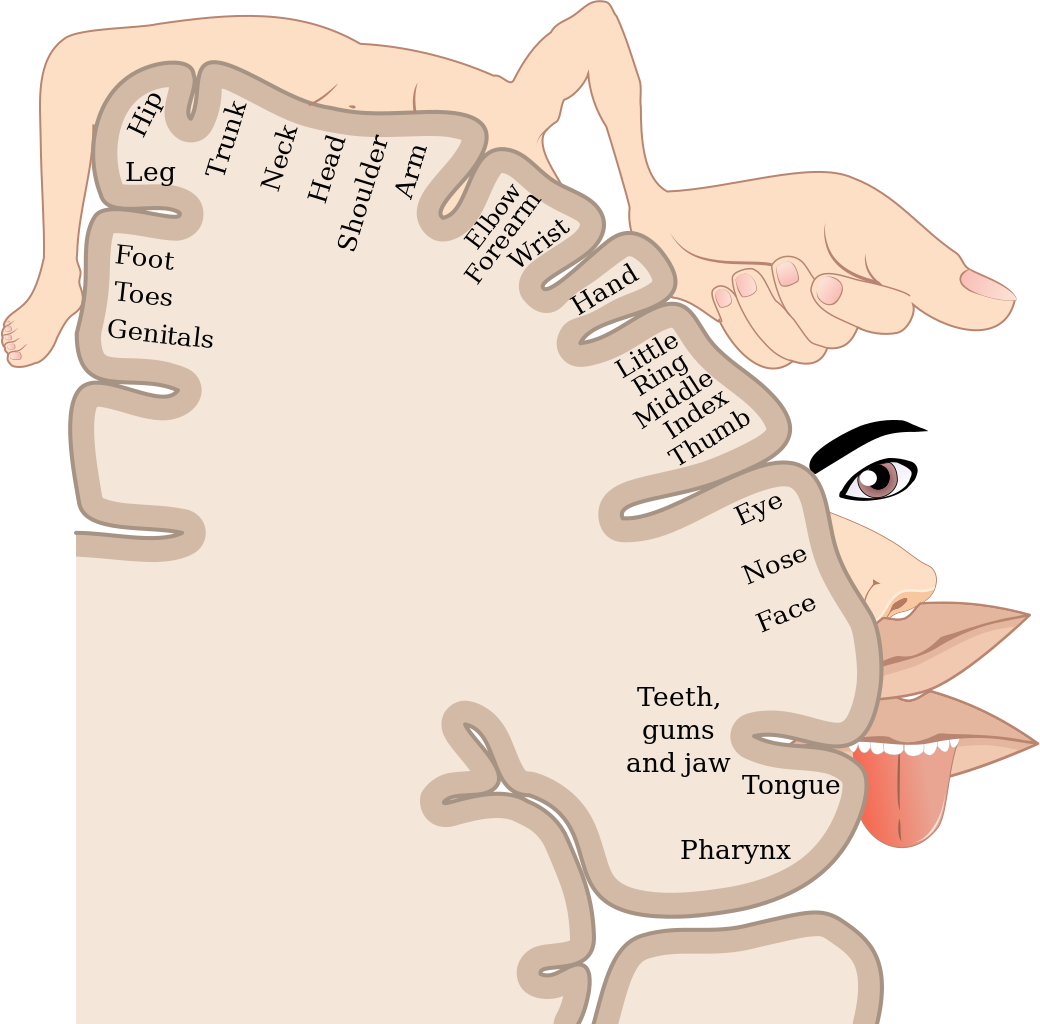 2D illustration of the cortical sensory homunculus